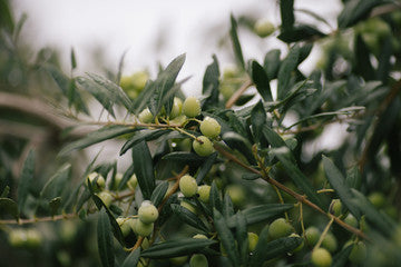 Bidon 5 L – Huile d'olive vierge de Kabylie
